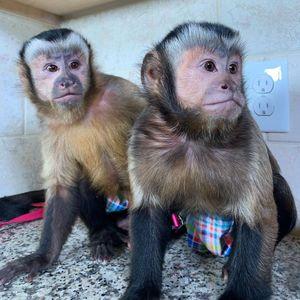 Capuchin Monkey Available