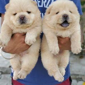 Chow chow puppies Ready