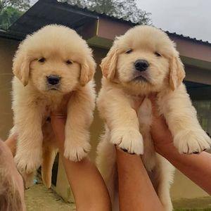 Golden Retriever puppies ready