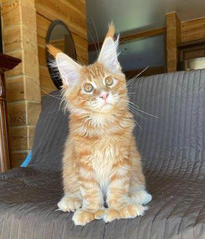 Maine Coon kittens Available 