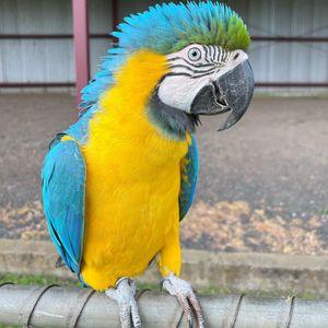 Macaw parrots available